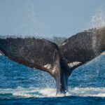 How to Prepare For a Whale Watching Safari in Kaikoura?
