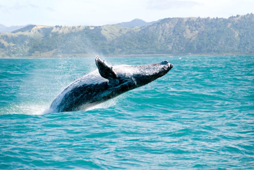 whale watching kaikoura