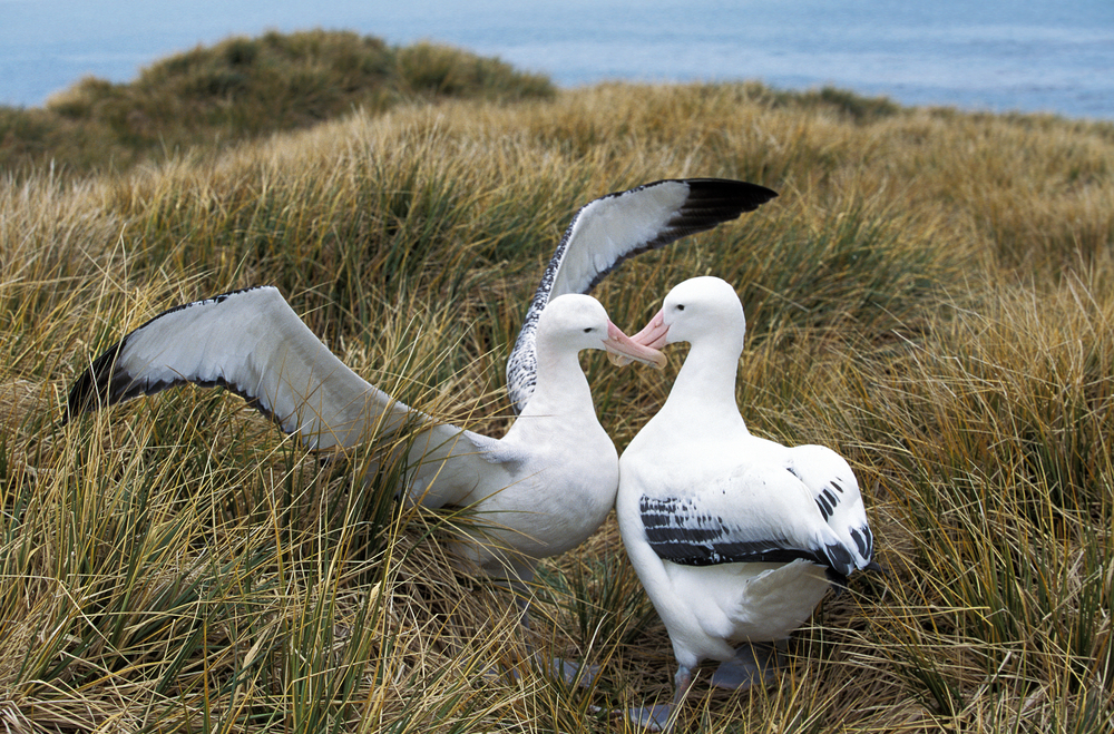 sea birds kaikoura