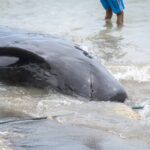 Why do whales beach themselves in New Zealand?