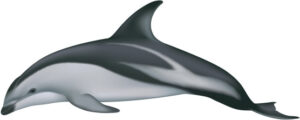dusky dolphin
