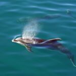 Whale and Dolphin Conservation in New Zealand