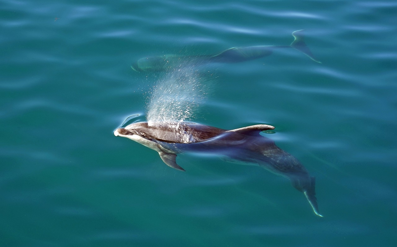 protection marine mammals New Zealand