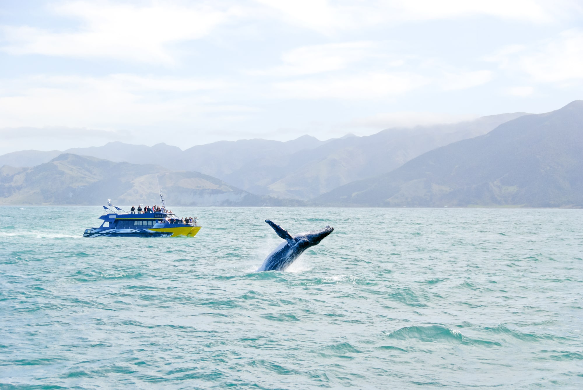 whale watching kaikoura best time
