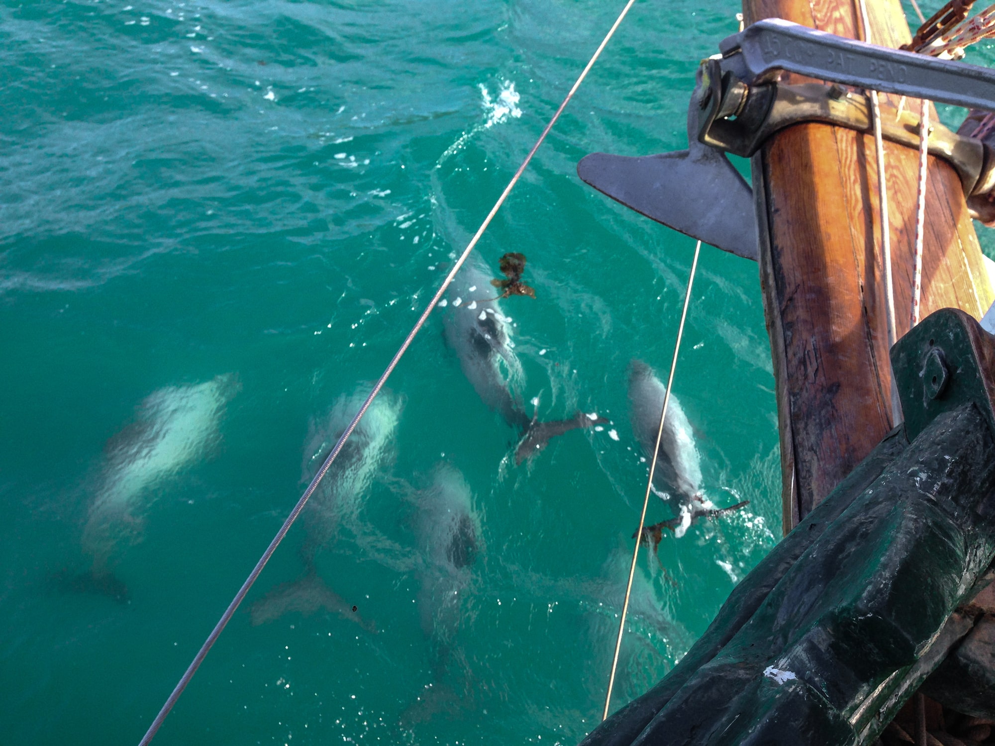 kaikoura dolphin swim