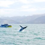 Whale Watching Regulations in Kaikoura