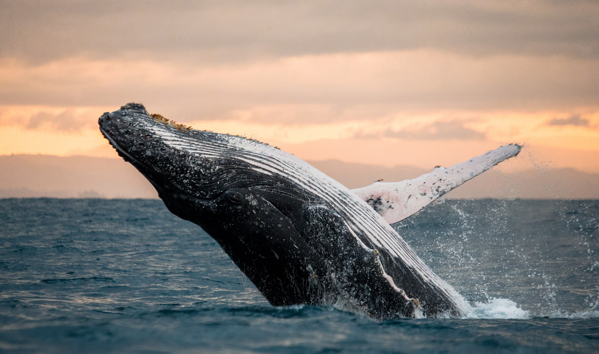 whale watching photography tips