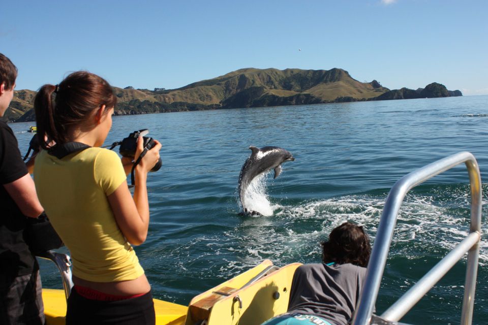 whale watching bay islands in New Zealand