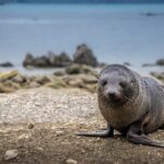 Visit The Seal Pup Pool at the Ohau Waterfalls